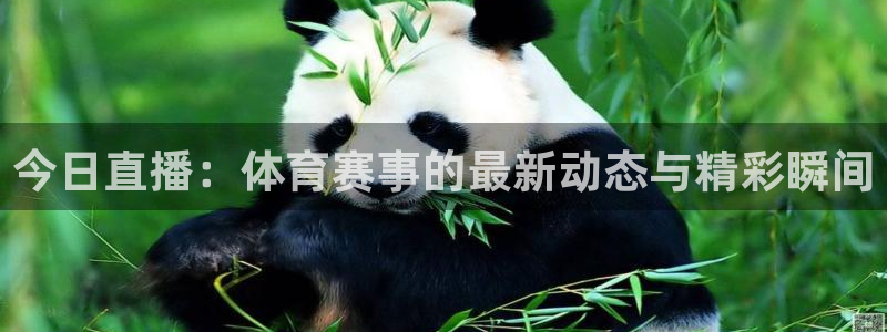 今日直播：体育赛事的最新动态与精彩瞬间