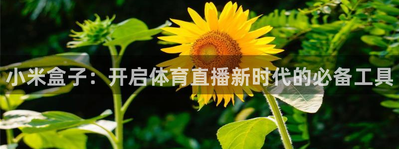 小米盒子：开启体育直播新时代的必备工具