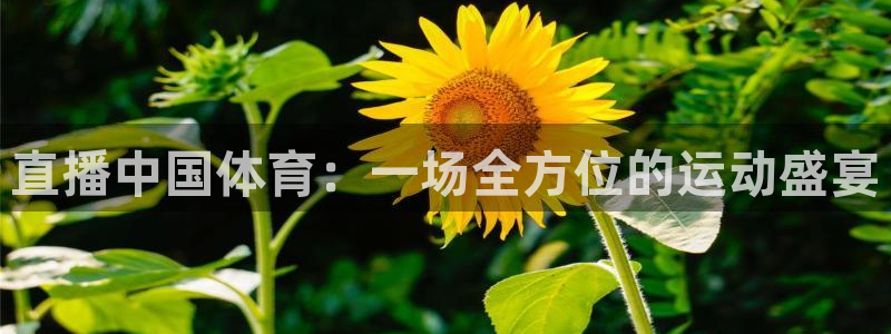 直播中国体育：一场全方位的运动盛宴