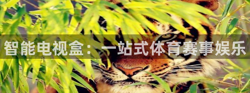 智能电视盒：一站式体育赛事娱乐